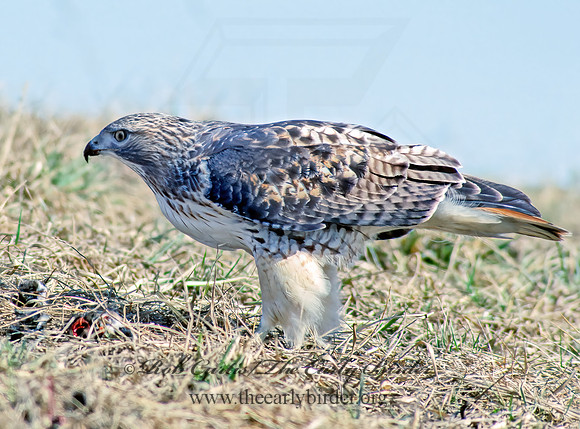 Buteo jamaicensis  RED-TAILED HAWK 36718z