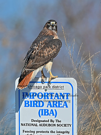 Buteo jamaicensis  RED-TAILED HAWK  1300501z