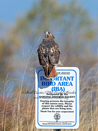 Buteo jamaicensis  RED-TAILED HAWK  9062741z
