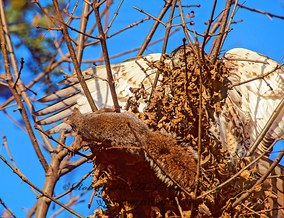Buteo jamaicensis  RED-TAILED HAWK 242020z