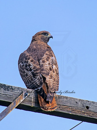 Buteo jamaicensis  RED-TAILED HAWK 144920z
