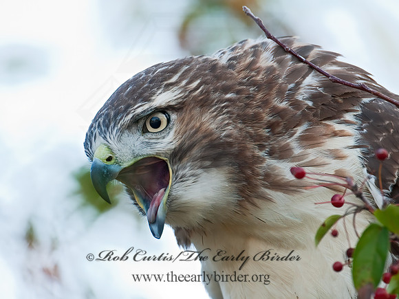 Buteo jamaicensis  RED-TAILED HAWK 3004576z