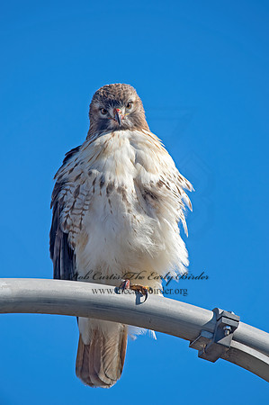 Buteo jamaicensis  RED-TAILED HAWK  9062744z