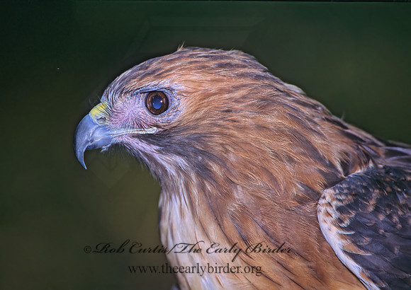 Buteo jamaicensis  RED-TAILED HAWK 294104z