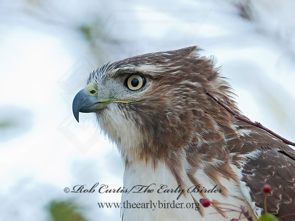 Buteo jamaicensis  RED-TAILED HAWK 3004578z