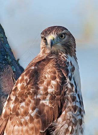 Buteo jamaicensis  RED-TAILED HAWK 3010386z