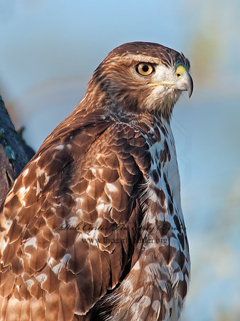 Buteo jamaicensis  RED-TAILED HAWK 3010383z