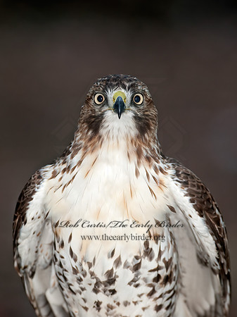 Buteo jamaicensis  RED-TAILED HAWK 8033356z