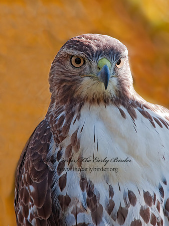 Buteo jamaicensis  RED-TAILED HAWK 3010408z