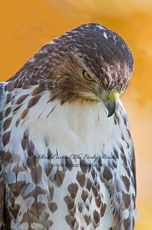 Buteo jamaicensis  RED-TAILED HAWK 3010406z