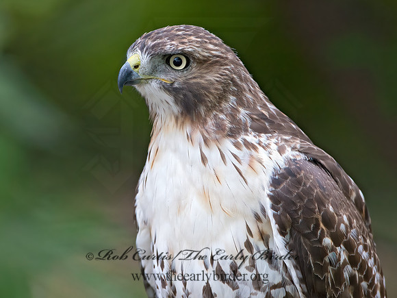 Buteo jamaicensis  RED-TAILED HAWK 9025161z