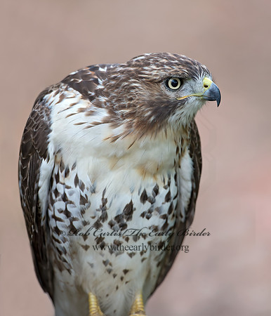 Buteo jamaicensis  RED-TAILED HAWK 9025165z