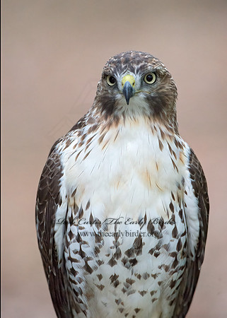 Buteo jamaicensis  RED-TAILED HAWK 9025162z