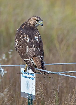 Buteo jamaicensis  RED-TAILED HAWK 9025017z