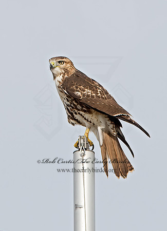 Buteo jamaicensis  RED-TAILED HAWK 9025028z