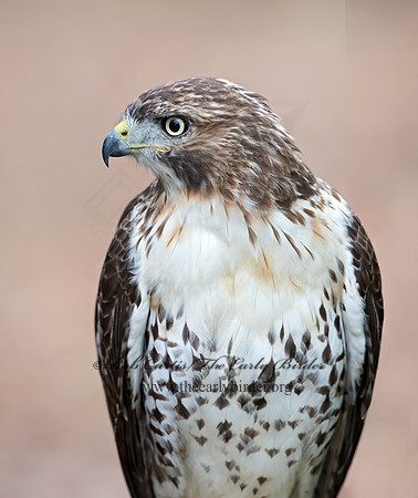 Buteo jamaicensis  RED-TAILED HAWK 9025168z