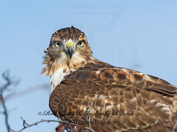 Buteo jamaicensis  RED-TAILED HAWK 6017229z