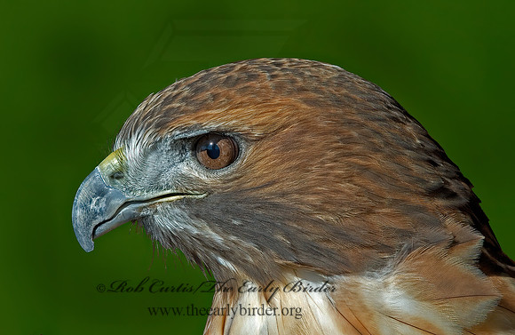 Buteo jamaicensis  RED-TAILED HAWK 5003208 CURTISz