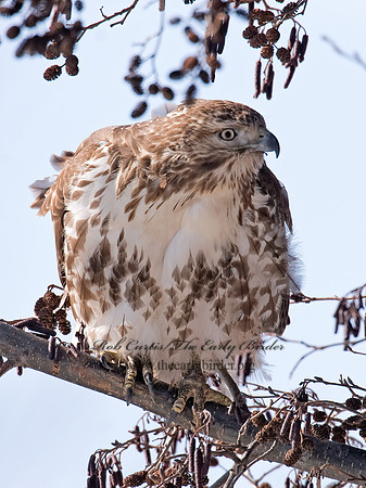Buteo jamaicensis  RED-TAILED HAWK 6030155z