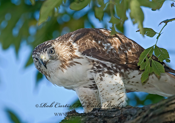 Buteo jamaicensis  RED-TAILED HAWK 7013031z