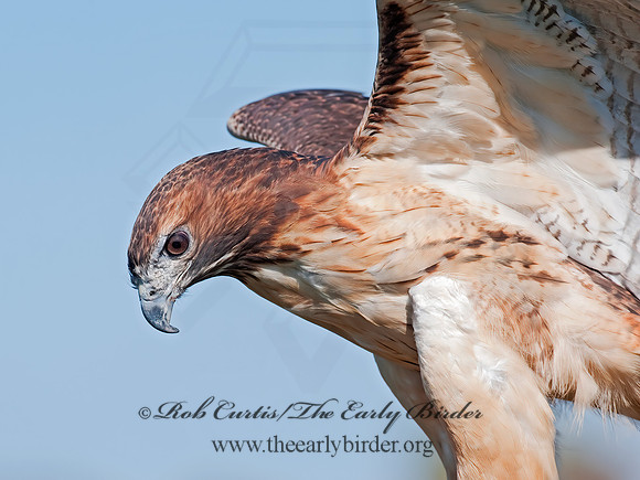 Buteo jamaicensis  RED-TAILED HAWK 8027008z