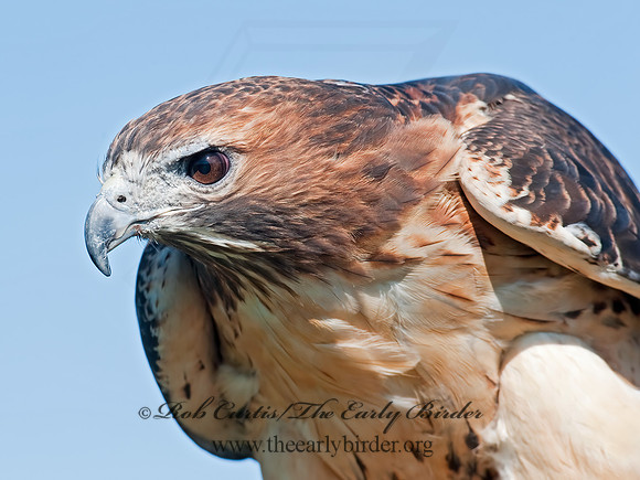Buteo jamaicensis  RED-TAILED HAWK 8027011z