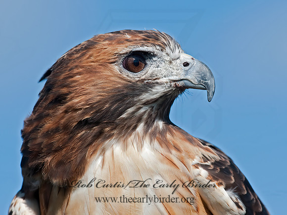Buteo jamaicensis  RED-TAILED HAWK 8027013z