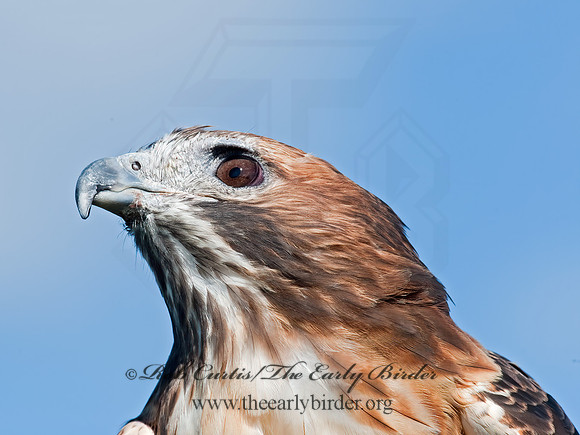 Buteo jamaicensis  RED-TAILED HAWK 8027016z