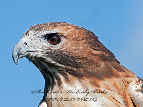 Buteo jamaicensis  RED-TAILED HAWK 8027017z