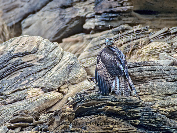 Buteo jamaicensis  RED-TAILED HAWK 91613z