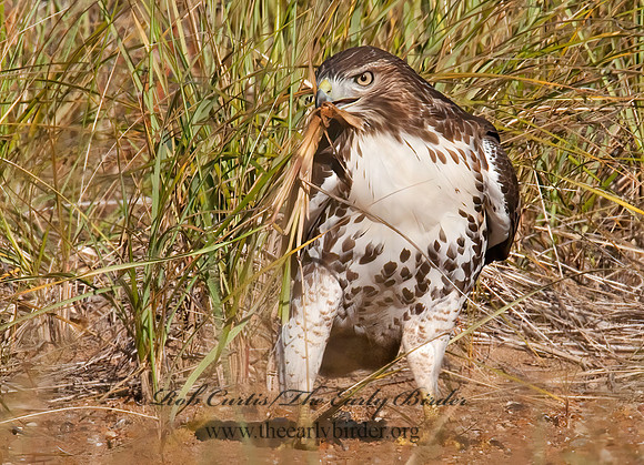 Buteo jamaicensis  RED-TAILED HAWK 3010397z