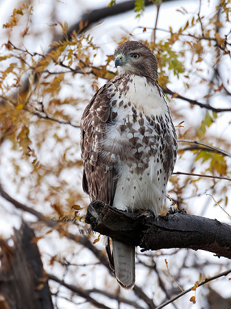 Buteo jamaicensis  RED-TAILED HAWK 3010534z