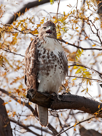 Buteo jamaicensis  RED-TAILED HAWK 3010536z