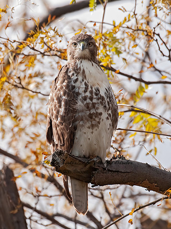 Buteo jamaicensis  RED-TAILED HAWK 3010537z