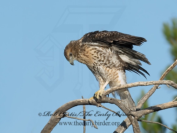 Buteo jamaicensis  RED-TAILED HAWK 7007091z