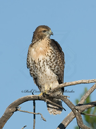 Buteo jamaicensis  RED-TAILED HAWK 7007093z