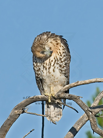 Buteo jamaicensis  RED-TAILED HAWK 7007099z