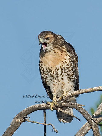 Buteo jamaicensis  RED-TAILED HAWK 7007105z