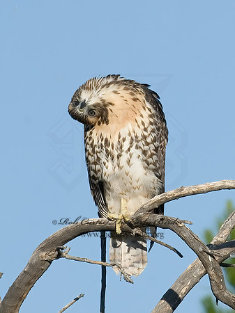 Buteo jamaicensis  RED-TAILED HAWK 7007100z