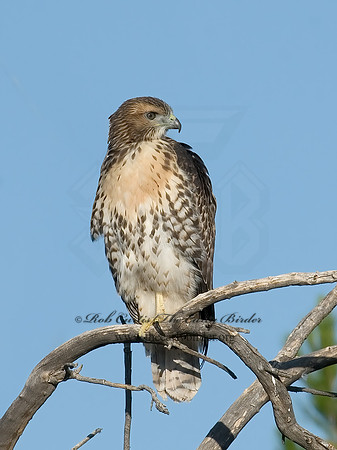 Buteo jamaicensis  RED-TAILED HAWK 7007106z