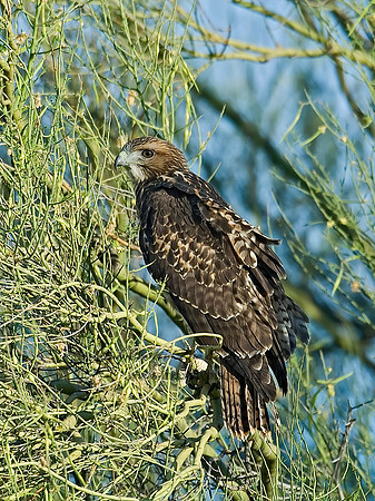 Buteo jamaicensis  RED-TAILED HAWK 7007286sz