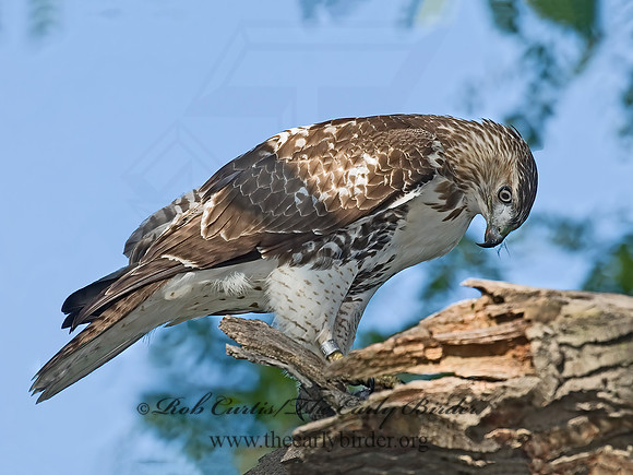 Buteo jamaicensis  RED-TAILED HAWK 7013029z