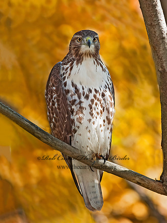 Buteo jamaicensis  RED-TAILED HAWK 8027100z