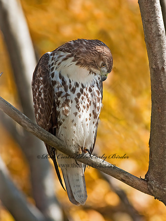 Buteo jamaicensis  RED-TAILED HAWK 8027099z