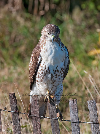 Buteo jamaicensis  RED-TAILED HAWK 8024293z