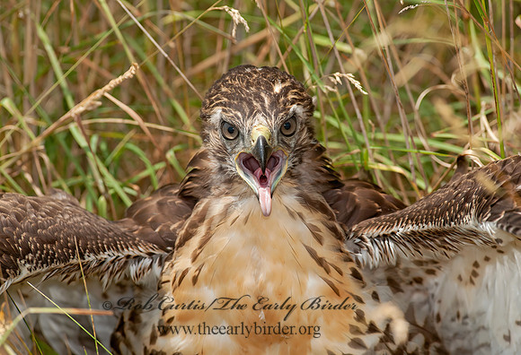 Buteo jamaicensis  RED-TAILED HAWK 8028718z