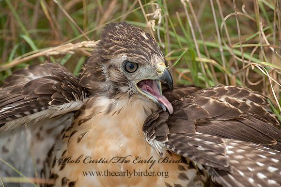 Buteo jamaicensis  RED-TAILED HAWK 8028720z