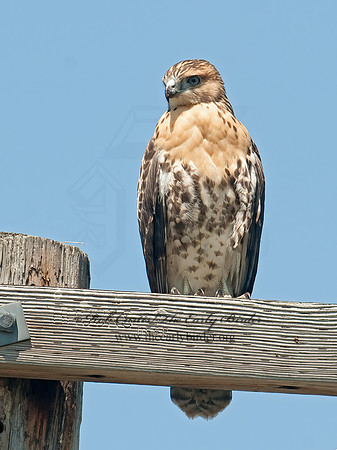 Buteo jamaicensis  RED-TAILED HAWK 8028888z