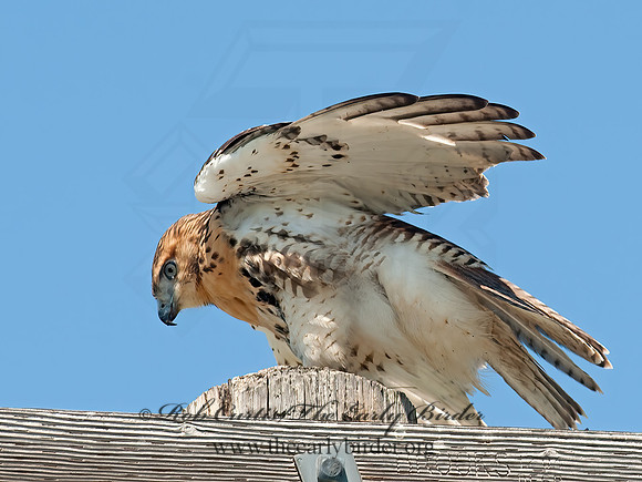Buteo jamaicensis  RED-TAILED HAWK 8028891z