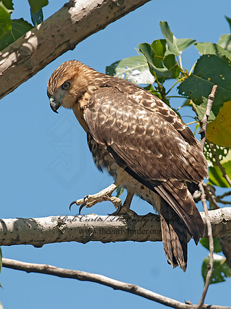 Buteo jamaicensis  RED-TAILED HAWK 8028894z
